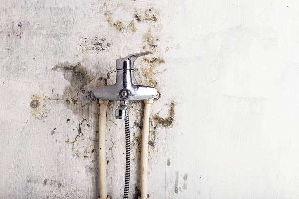 Best Same-Day Mold Removal  in Hickman, KY