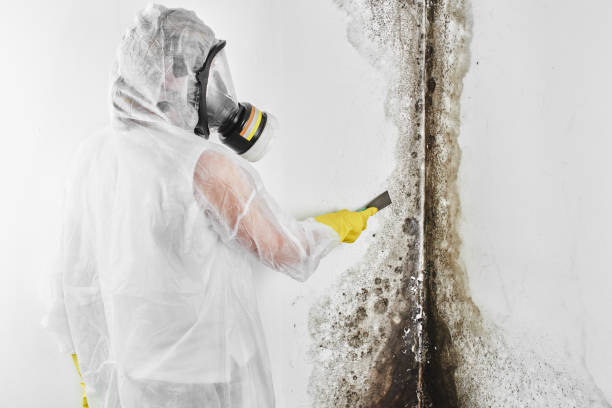 Best Residential Mold Removal  in Hickman, KY