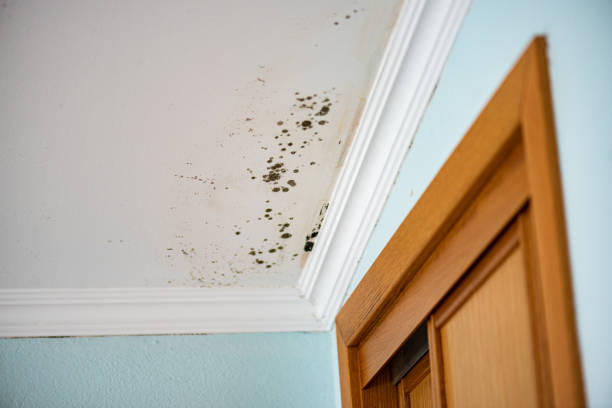 Best Mold Damage Repair  in Hickman, KY