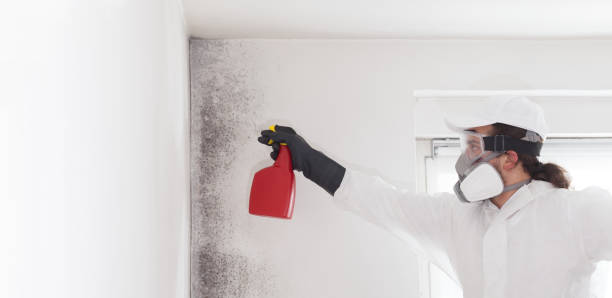 Professional Mold Removal in Hickman, KY