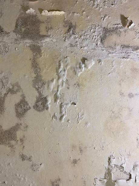 Best Local Mold Removal Service  in Hickman, KY