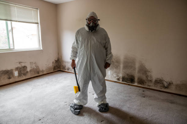 Mold Testing and Removal in Hickman, KY