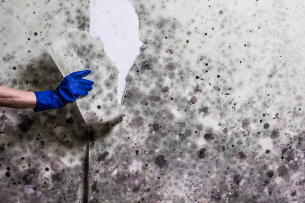 Certified Mold Removal in Hickman, KY
