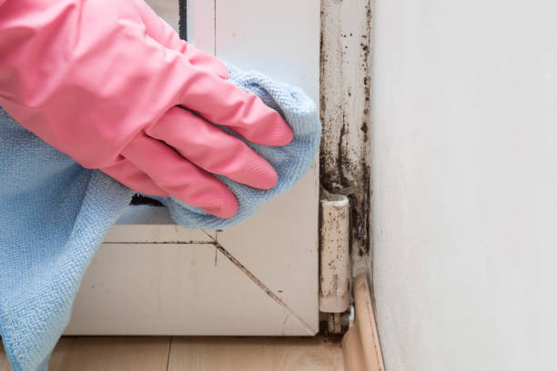 Best Mold Remediation  in Hickman, KY
